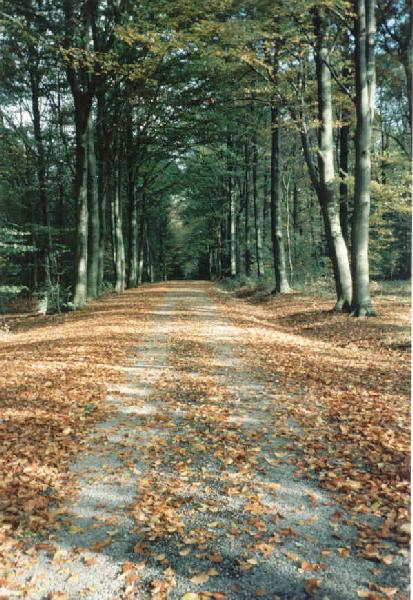 Forest Road
